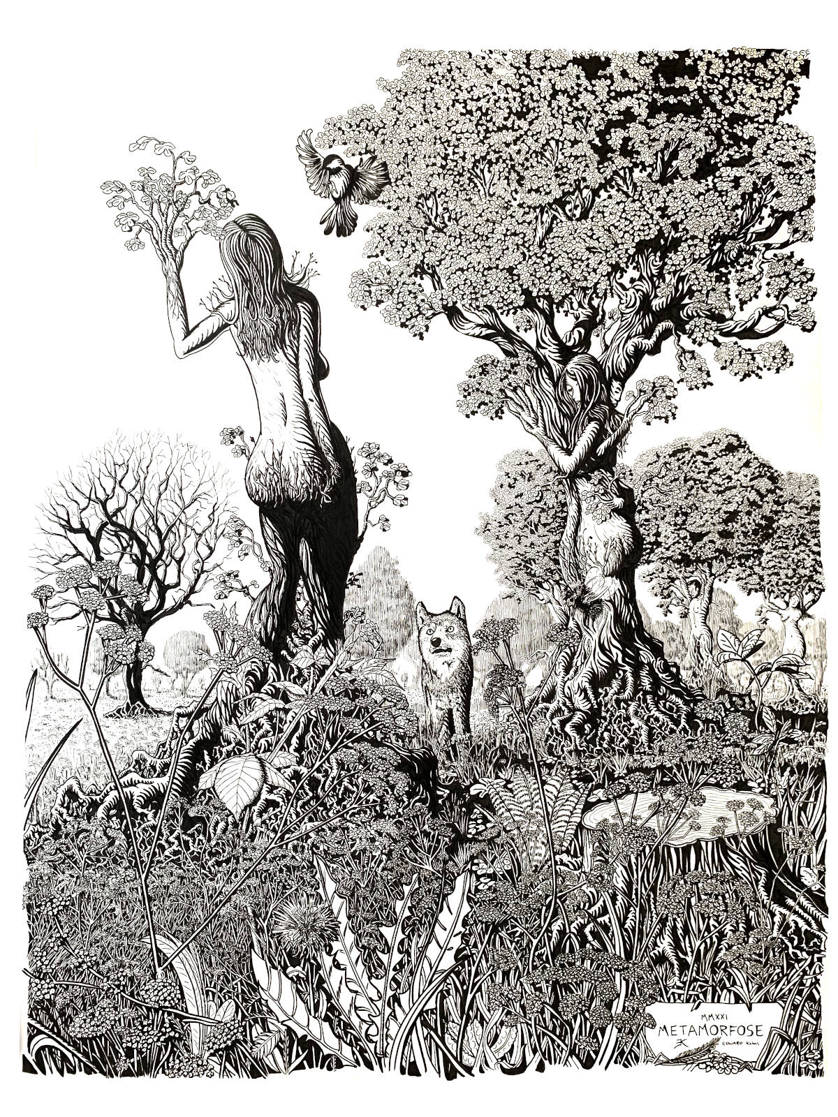 Metamorfose, tekening door Edward Kobus